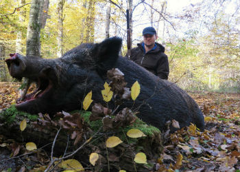 Capreolus Club Boar Hunting Croatia