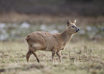 CWD Capreolus Club 350