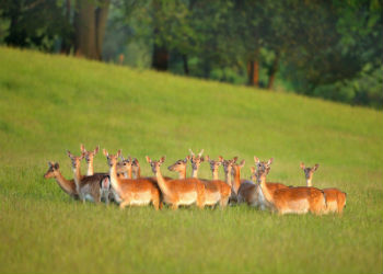 Early Season Fallow