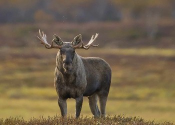 Elk Norway Capreolus 