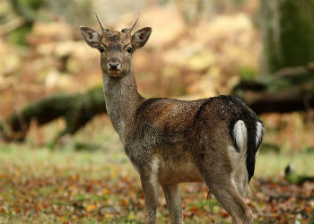 Fallow Buck Stalk Day