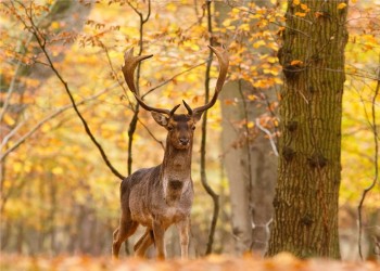 Fallow Rut October
