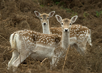 Female Fallow