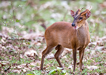 Muntjac Capreolus Club 350