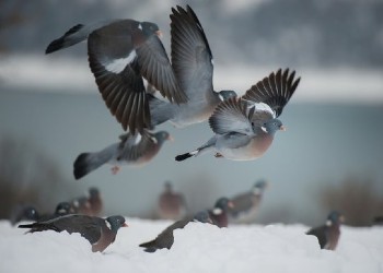 Pigeon Shooting Capreolus Club 