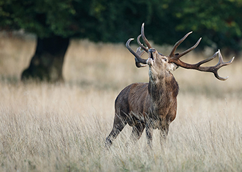 Lowland Red deer Capreolus Club