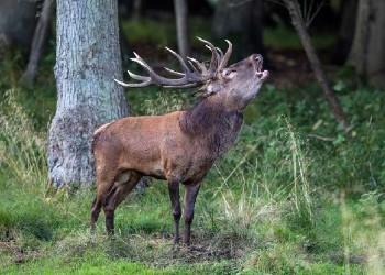 Red Deer Stalking Exmoor Capreolus Club