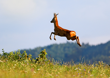 Roebuck Madness