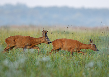 Roebuck rut capreolus