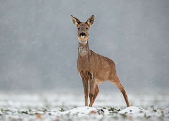 Roe Doe Winter Capreolus Club 