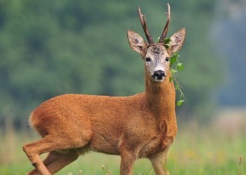 Roebuck Mayhem