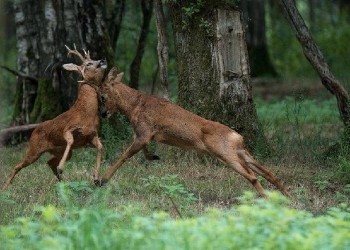 Roebuck Rut 2022
