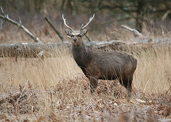 Sika Deer 2
