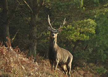 Sika Deer Stalking Dorset