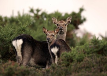 Sika Deer Stalking Dorset 