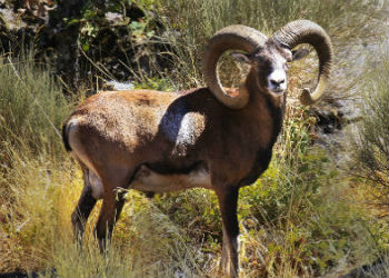 Spain Mouflon