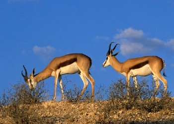 Springbok hunt in Africa 