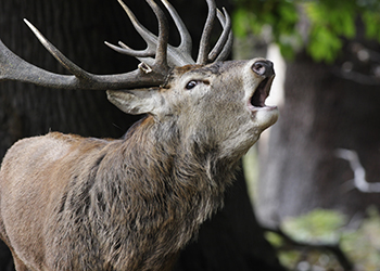 Deer Stalking UK 1