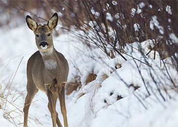 Re Deer Winter