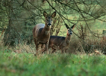 Roe Deer November