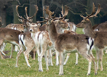 West Sussex Cull Day