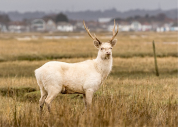 White Stags in Devon