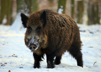 Boar Hunting in Croatia