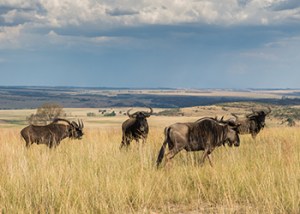 African_Plains_Game