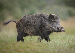 Boar