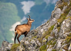 Chamois_Trip_Image