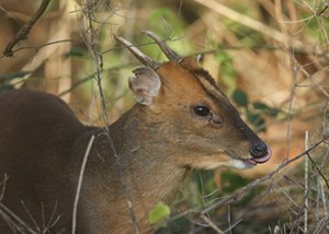 Chiltern_Hills_Muntjac_4