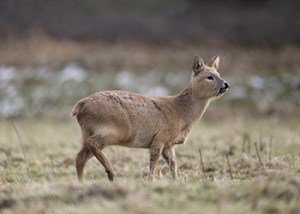 Chinese_Water_Deer_Licensed_1a