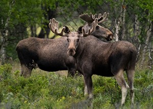 Moose_350px