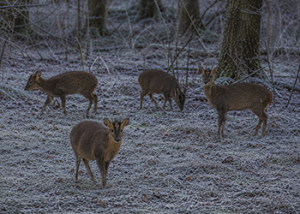 Muntjac_Nov_26