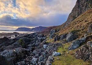 Red_Deer_Isle_of_Mull_2024_2