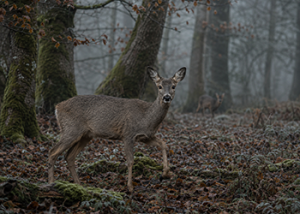 Roe_Doe_Nov_26