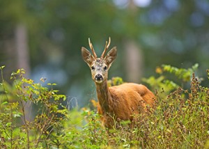 Roe_Rut_Fallow_Buck_2024_19