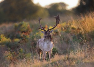 Roe_Rut_Fallow_Buck_Kick_off_2026_1