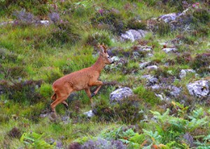 Roebuck_May_hem_2026_1