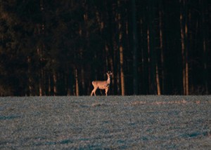 Roebuck_May_hem_2026