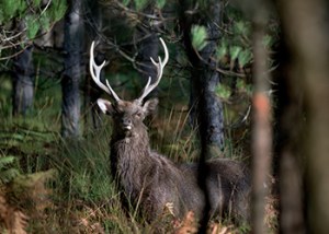 Sika_Deer_2024_2