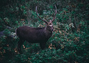 Sika_Purbeck_Dorset_Jan_2026